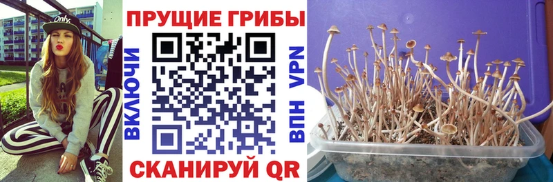 Псилоцибиновые грибы прущие грибы Дмитриев